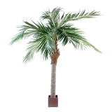 MAJESTY palma, 320cm