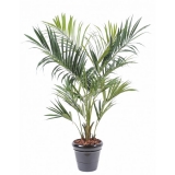 KENTIA ROYAL palma, 220cm