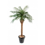 PHOENIX palma přírodní kmen, 210cm