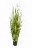 VARIEGATED CAREX TRÁVA, 150cm