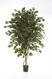 FICUS DELUXE EXOTICA STROM, 180cm