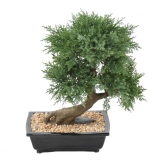 JUNIPERUS BONSAI, 55cm