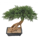 JUNIPERUS BONSAI, 60cm