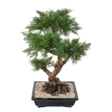 JUNIPERUS BONSAI, 75cm