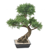 JUNIPERUS BONSAI, 100cm