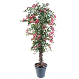 Bougainvillea LIANA červená, 210cm