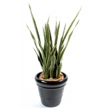 Sansevieria žluto-zelená, 110cm