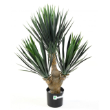 Yucca BABY, 70cm