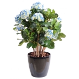 HORTENSIA modrá, 80cm