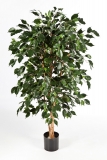 FICUS NITIDA EXOTICA, 210cm