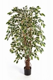 PANAŠOVANÝ FICUS LIANA, 210cm