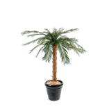 Cycas palma 19 větví, 120cm