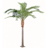 PHOENIX CANARIENSIS palma, 440cm