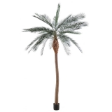 PHOENIX palma široký kmen, 340cm