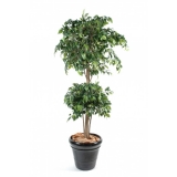 FICUS DOUBLE BALL, 180cm