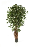 FICUS LIANA EXOTICA DELUXE, 120cm