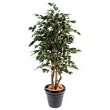 FICUS EXOTICA GREEN, 180cm