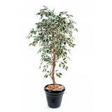 FICUS TRONC SIMPLE GF green/ cream 150cm