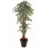 FICUS LIANAS GF green/ cream, 150cm