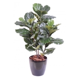 FICUS LYRATA TIGE, 90cm