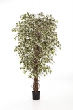 PANAŠOVANÝ HAWAIIAN FICUS LIANA, 90cm