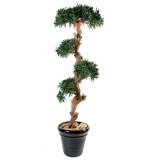 PODOCARPUS CLOUD, 110cm
