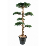 PODOCARPUS CLOUD WIDE, 210cm