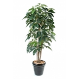 SCHEFFLERA AMATA STROM, 180cm