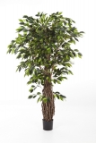 FICUS LIANA DELUXE, 240cm