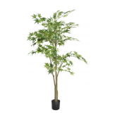 ARALIA STROM, 150cm