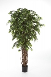 FRENCH FICUS LIANA DELUXE, 150cm