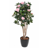 CAMELIA JAPONICA DOUBLE NEW KEŘ růžová, 130cm