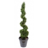 BUXUS NEW SPIRAL FINE, 130cm