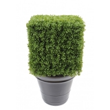 BUXUS REGULAR EDGE KEŘ, 50cm 