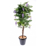 WISTERIA MULTI TREE LAVANDER, 110cm