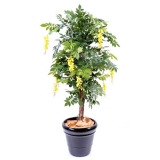 WISTERIA MULTI TREE YELLOW, 110cm