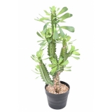 SPURGE LACTEE, 65cm