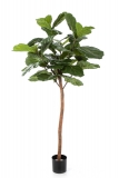 FICUS LYRATA JEDEN KMEN, 170cm