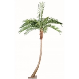 Kokosová palma oblý kmen, 700cm