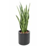 Sansevieria zelená, 85cm