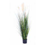 CAREX GF TRÁVA, 150cm