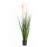 CAREX GF TRÁVA, 180cm