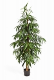 FR LONGIFOLIA STROM, 210cm