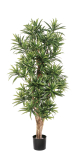 FR DRACAENA REFLEXA, 150cm