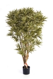 DRACAENA REFLEXA JAMAICA, 145cm