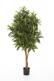 CROTON GOLDFINGER STROM, 125cm