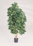 NATURAL SCHEFFLERA, 80cm