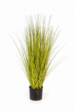 MISCANTHUS GOLD TRÁVA, 85cm