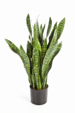 SANSEVERIA S KVĚTINÁČEM, 93cm