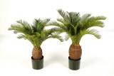 CYCAS ROSTLINA X 22 S KVĚTINÁČEM, 70cm